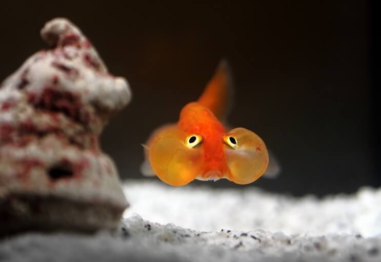 スイホウガン金魚