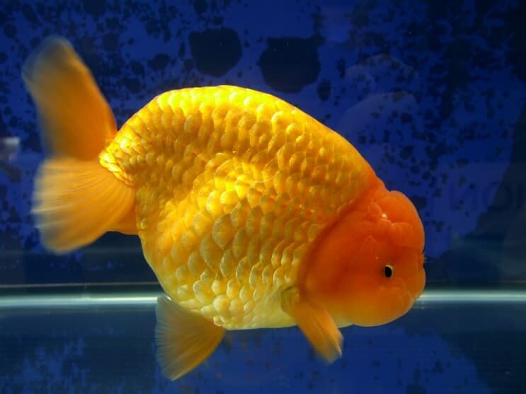 ランチュウ金魚