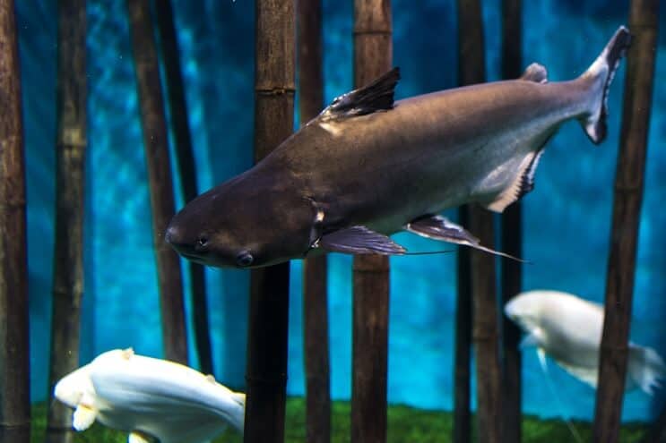パンガシアノドンhypophthalmus