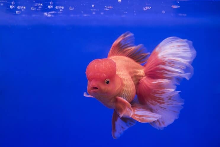 オランダの金魚