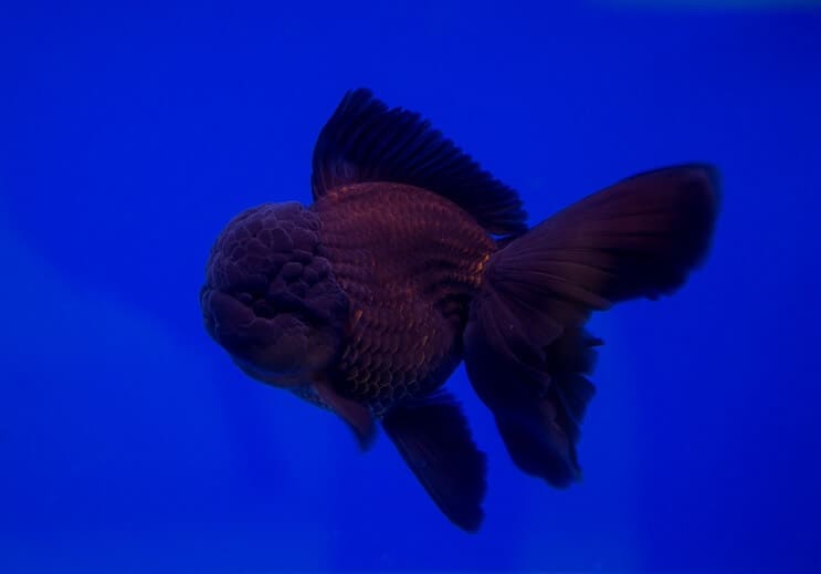 黒オランダ金魚