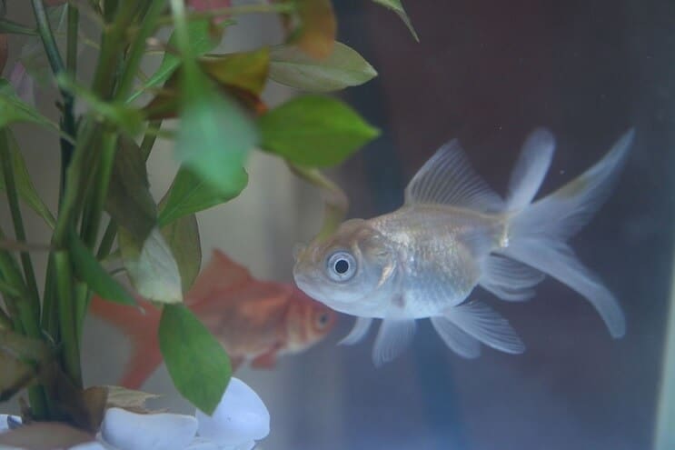 ブルーオランダ金魚