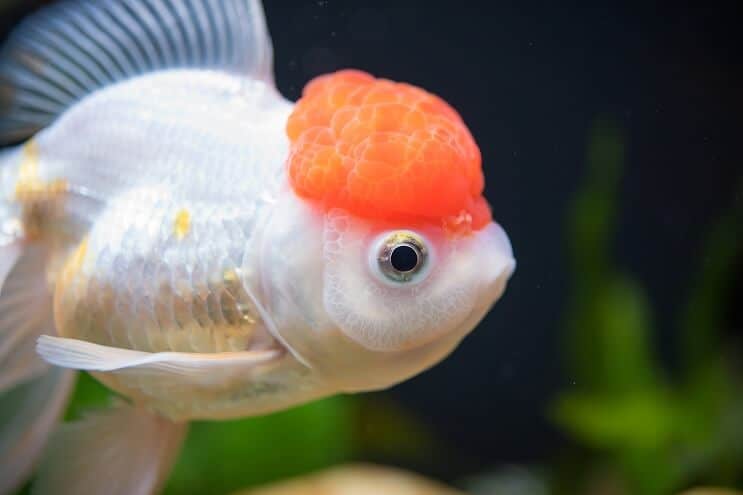 レッドキャップオランダ金魚