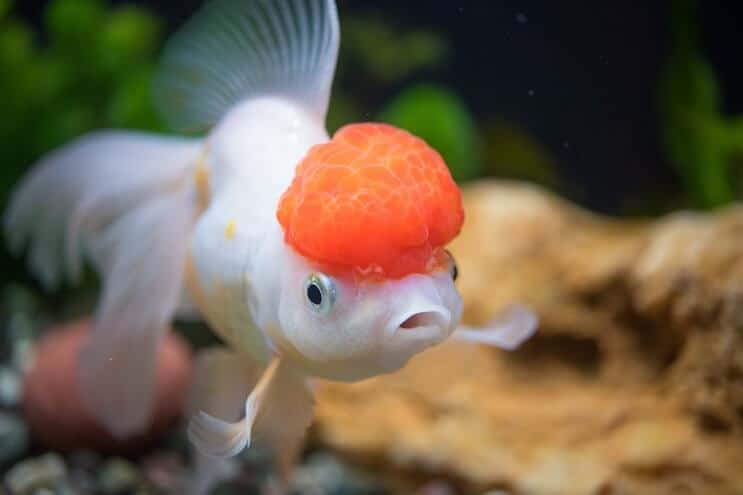 オランダ金魚ケア