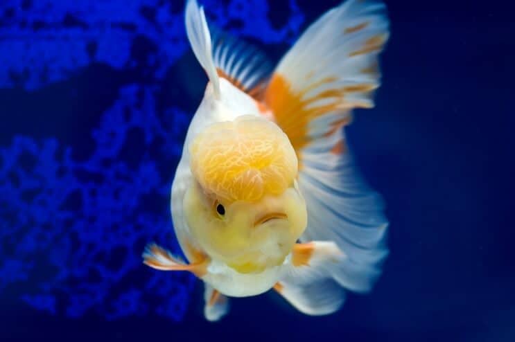 オランダ金魚水泳