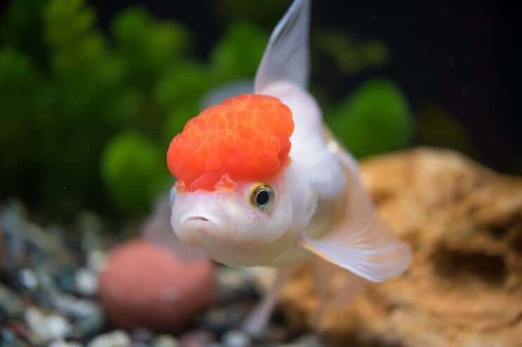 オランダの金魚の外観