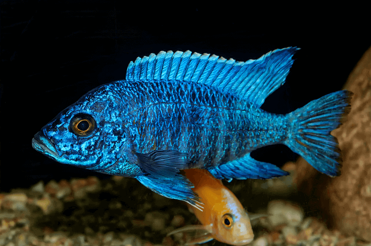 アウロノカラ魚