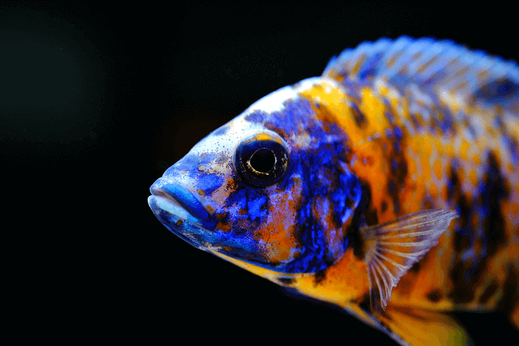 アフリカのシクリッド魚のカラフルな水族館