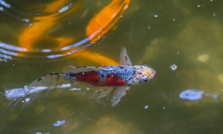 池の中のシュブンキン金魚