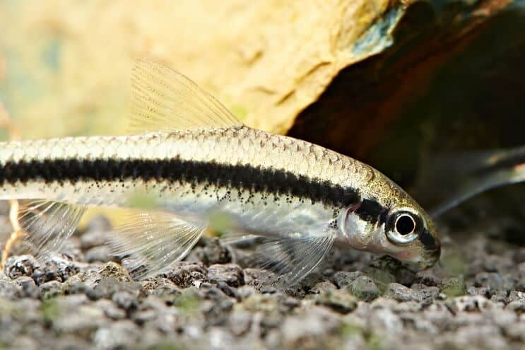 シャム藻を食べる人の餌やり
