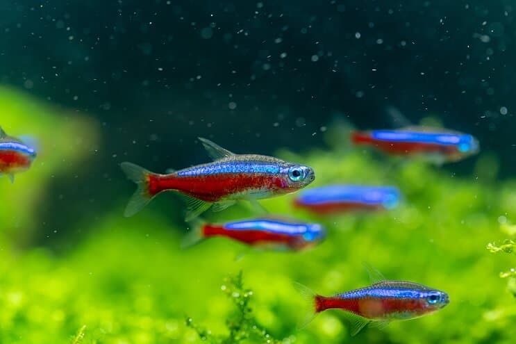 テトラ生息地