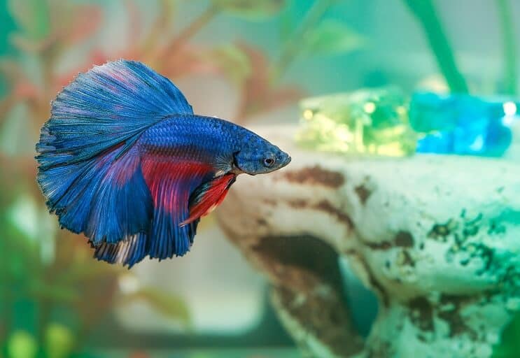 ベタ魚病