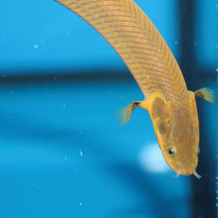 アミメウナギの水泳