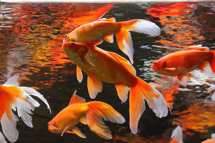 鯉の池の仲間
