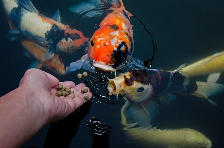 鯉魚ダイエット