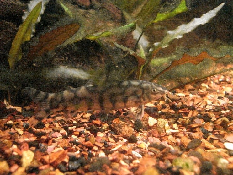 パキスタンローチを食べる