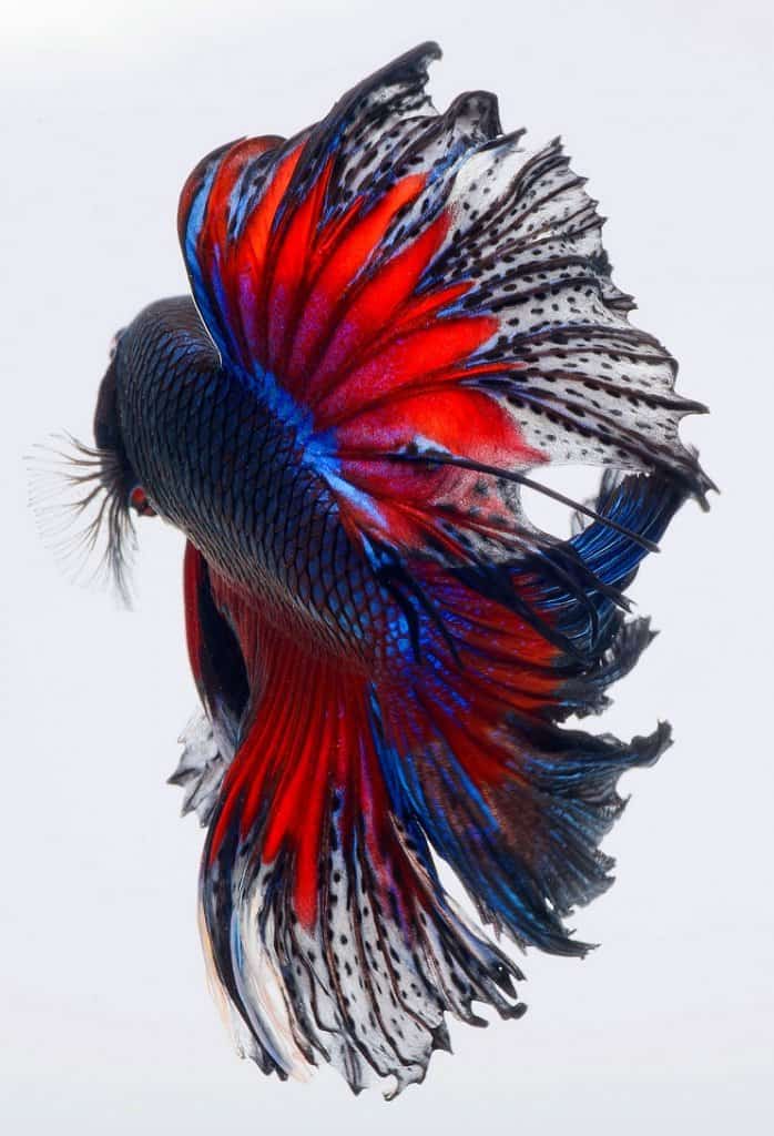 ベタの魚