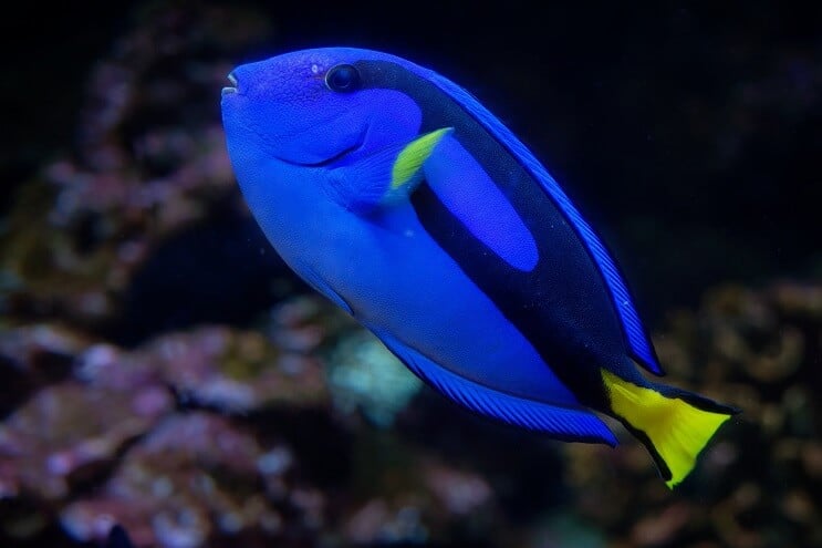 リーガルタン
