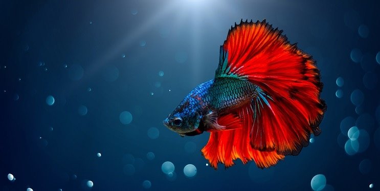 ベタの魚