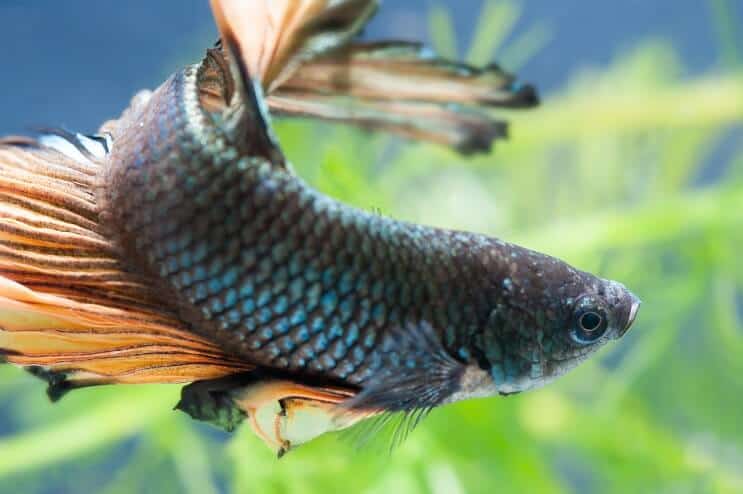 女性のベタの魚