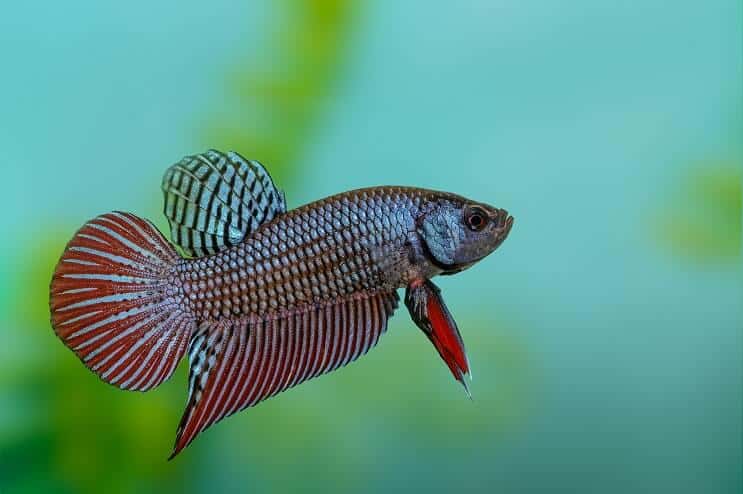 ベタの魚