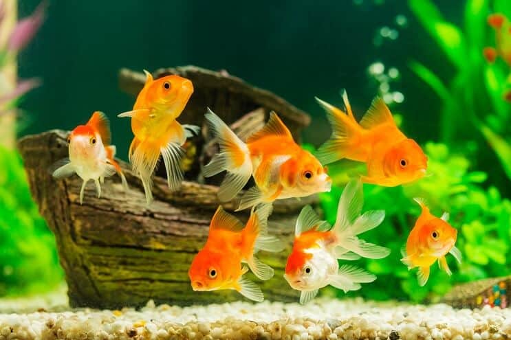 魚