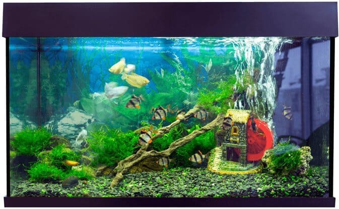 タンク内の魚