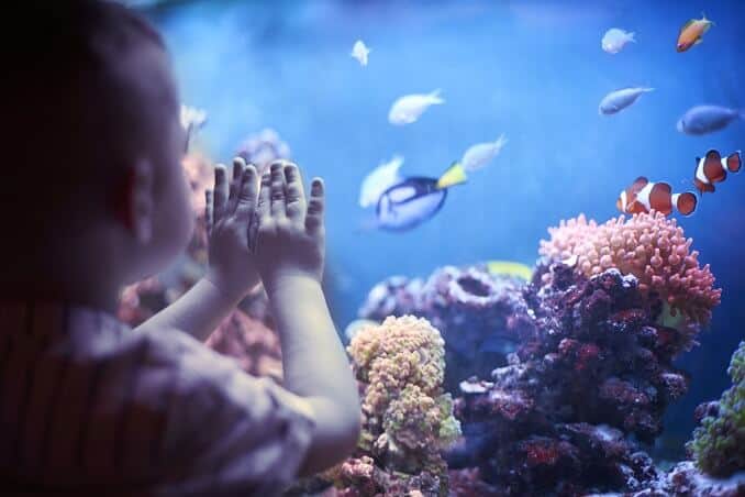 水族館の小さな男の子