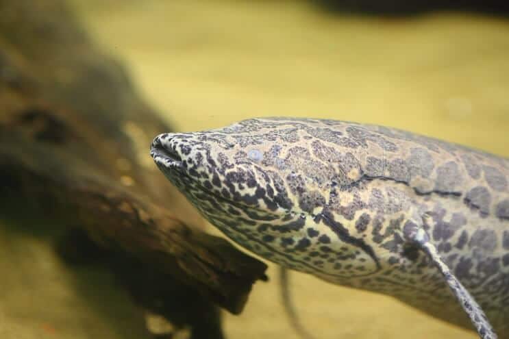 アフリカのハイギョ