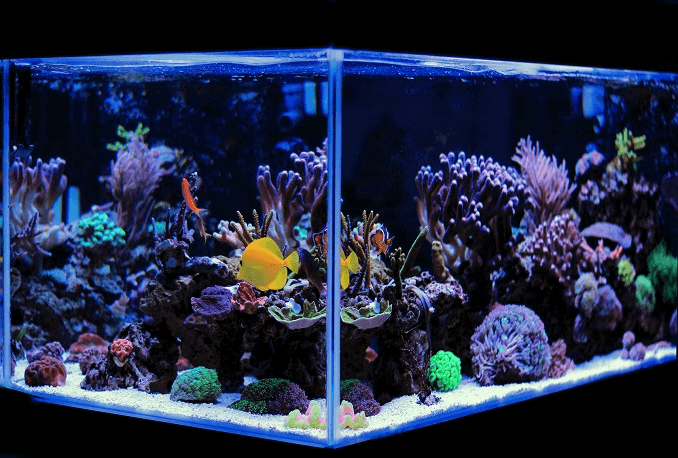 水族館ワン
