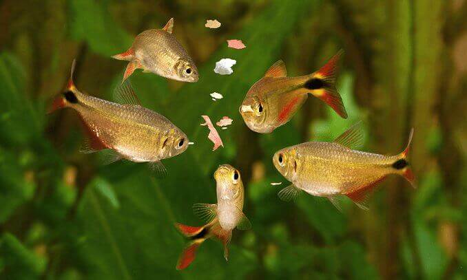 魚に餌をやる
