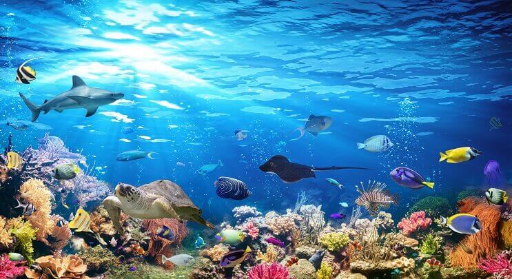 さまざまな海の生物