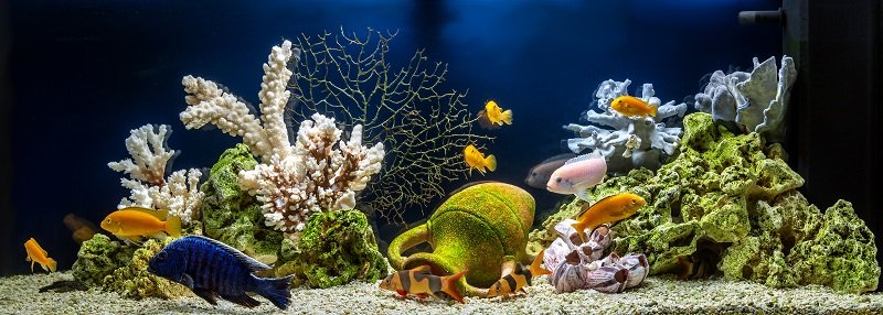 初心者に最適な魚