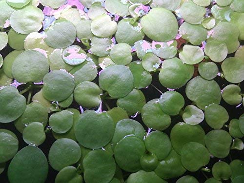 SoShrimp 20+ Plants AmazonFrogbit-ライブ淡水水族館フローティングプラント