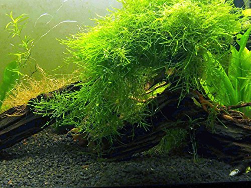 アクアティックアーツジャバモス（25平方インチの大部分）淡水水族館の植物|水族館のためのジャワモスライブプラント|水族館の植物が生きています|植えられた水族館のマリモモスボールとよく対になります