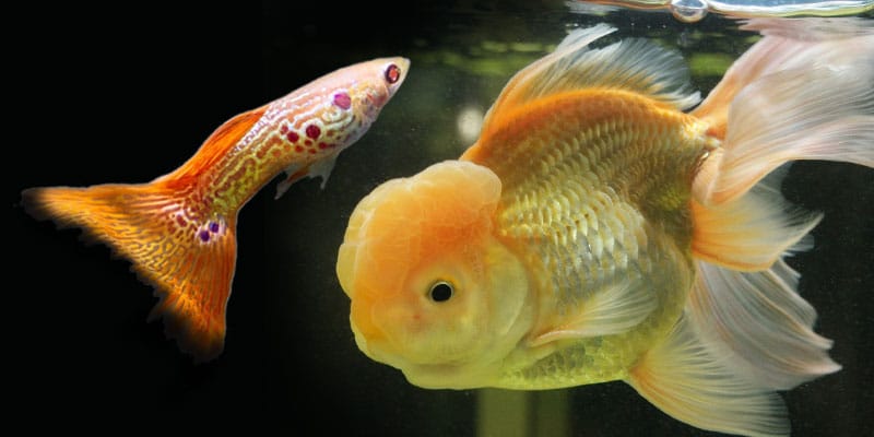 グッピーは金魚の餌を食べることができますか?