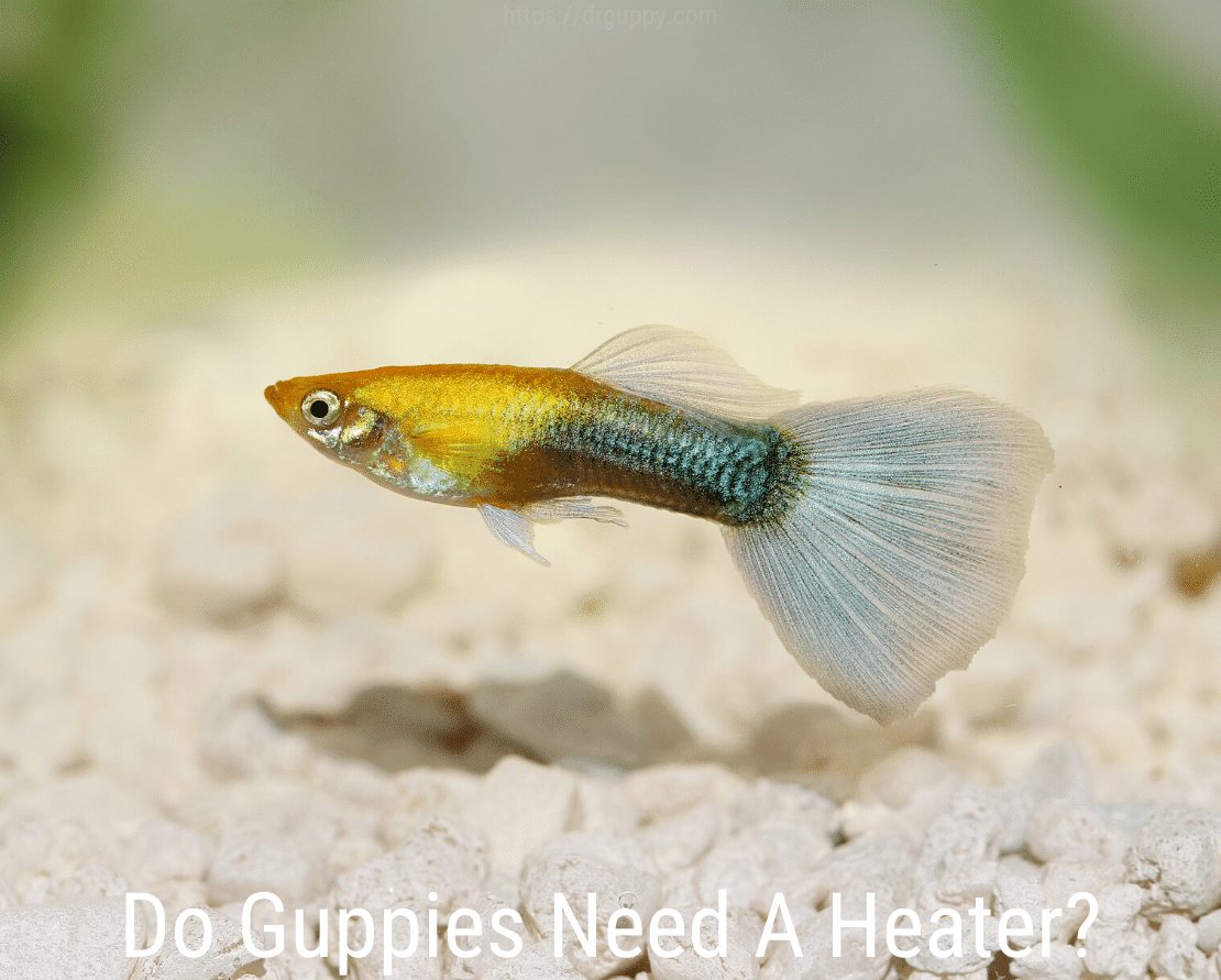 Guppiesにはヒーターが必要ですか?