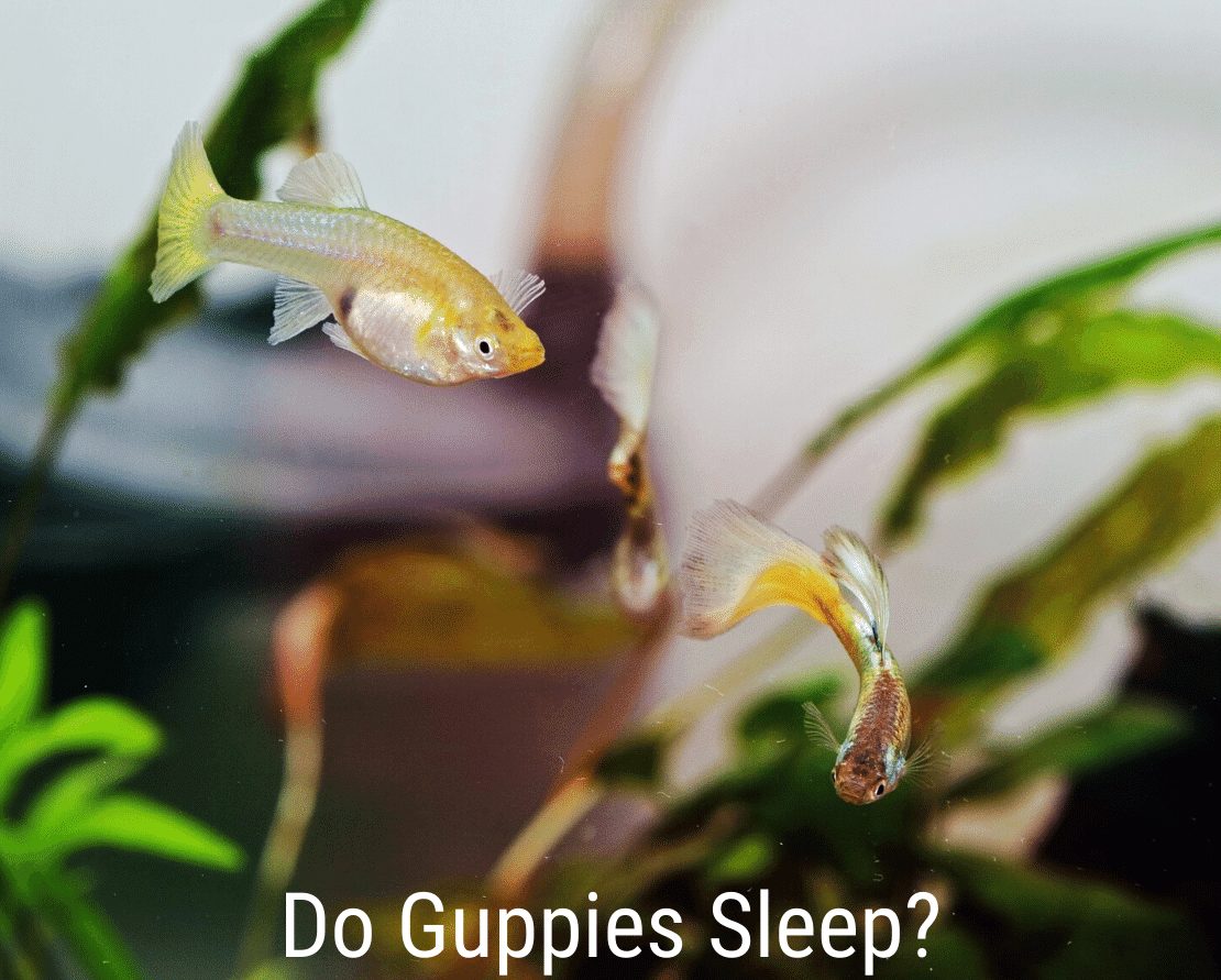 グッピーは眠りますか？