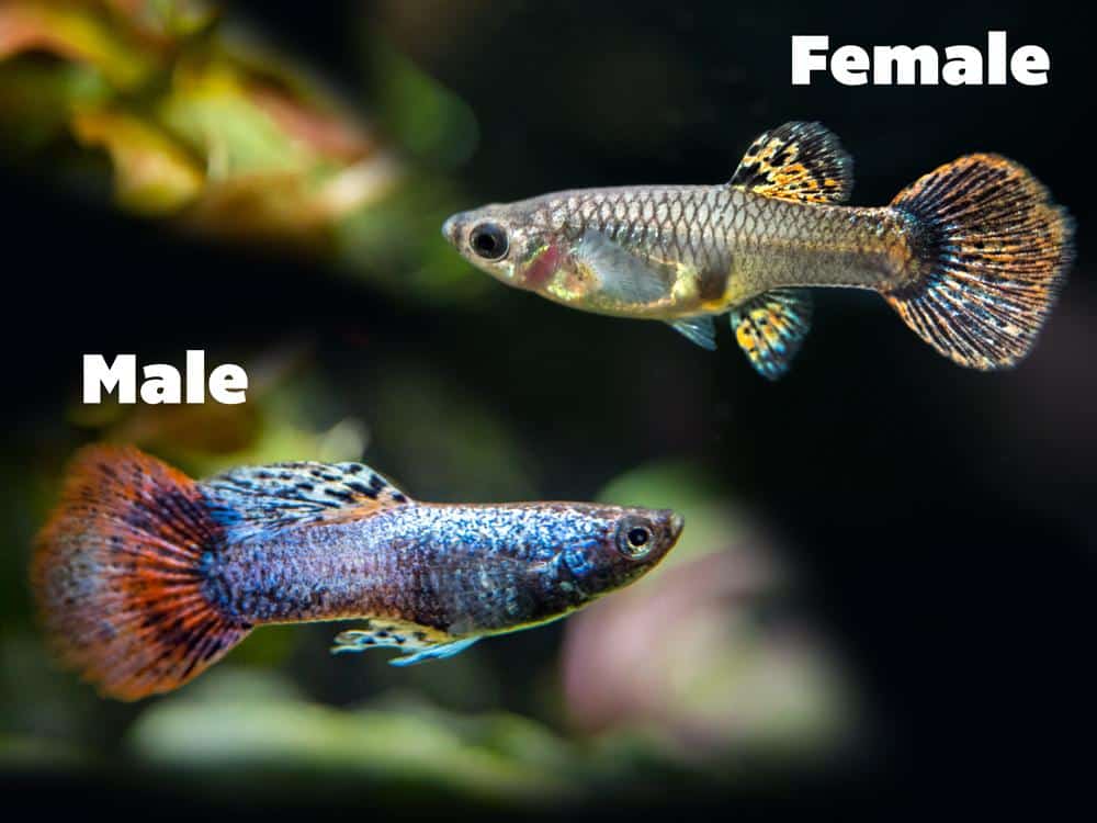 女性と男性のマゼンタのグッピー。