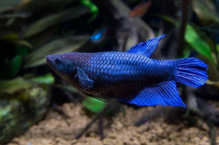 女性のベタの魚