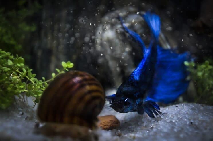 ベタとカタツムリ