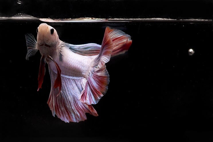ベタの魚を食べる