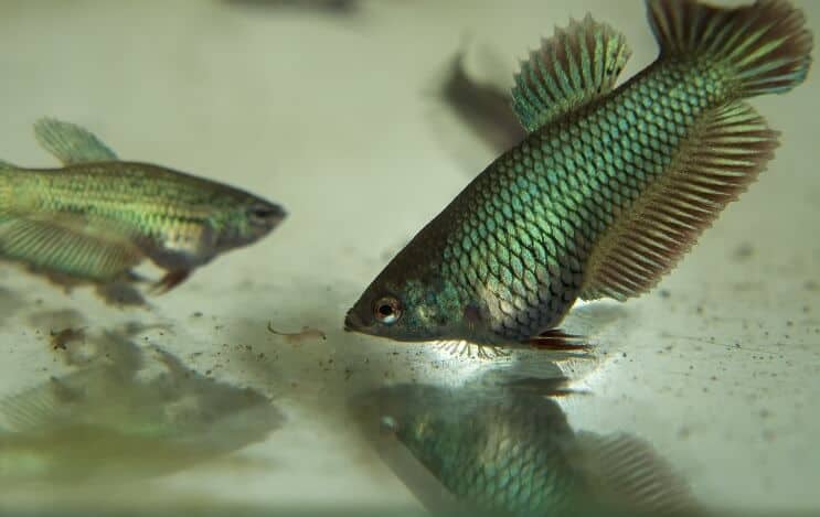 ベタの幼魚を食べる