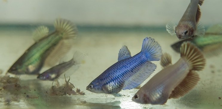 ベタフライに餌をやる