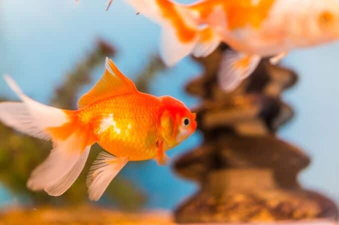 金魚
