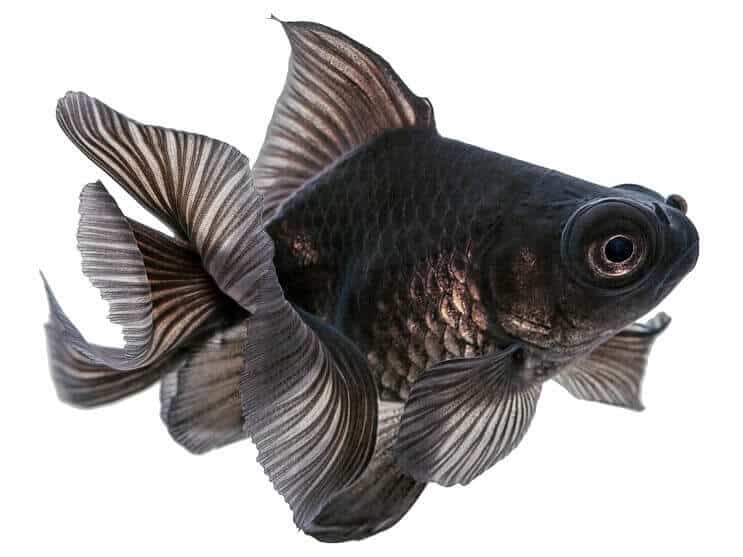 クロデメキン金魚