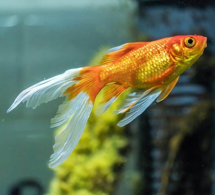 金魚コメット