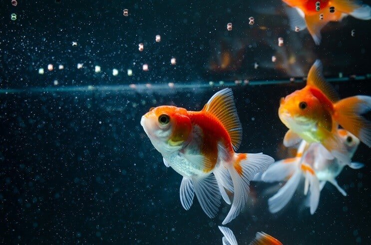 金魚を食べる