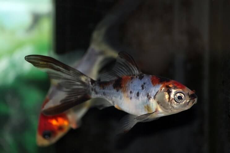 シュブンキン金魚