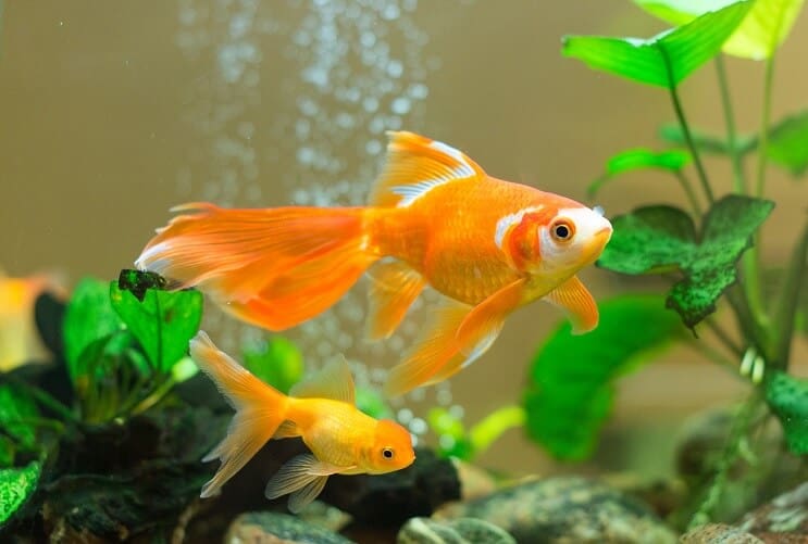 水族館の金魚
